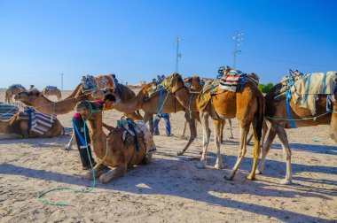 Hammamet, Tunus - Eki 2014: 7 Ekim 2014 tarihinde Sahra Çölü'nde duran Dromedary Camels