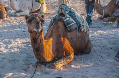 Dromedary deve sahara Çölü, Tunus, Afrika