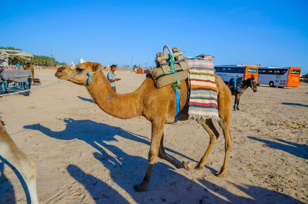 HAMMAMET, TUNISIA - Ott 2014: Dromedary Camel nel deserto del sahara il 7 ottobre 2014 — Foto Stock