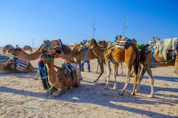 HAMMAMET, TUNISIA - Oct 2014: Camellos dromedarios de pie en el desierto del sahara el 7 de octubre de 2014 —  Fotos de Stock