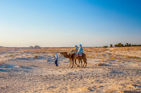 Dromadaire chameau dans le désert du Sahara, Tunisie, Afrique — Photo
