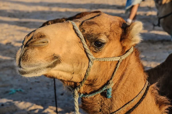 Dromadaire chameau dans le désert du Sahara, Tunisie, Afrique — Photo