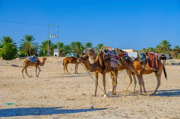 Dromedare in der Sahara-Wüste, in Tunesien, Afrika — Stockfoto