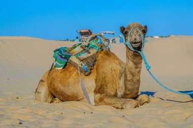 Dromedary deve sahara Çölü, Tunus, Afrika