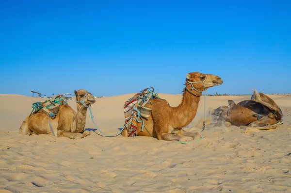 Dromadaire chameaux couchés sur le sable dans le désert du Sahara, Tunisie, Afrique — Photo