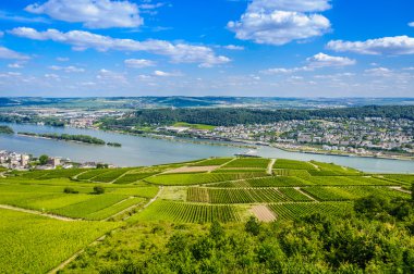 Rhine Nehri ve Yeşil üzüm bağları yakınındaki Bingen am Rhein
