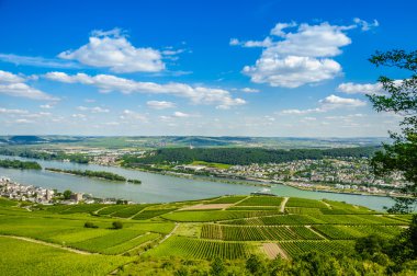 Rhine Nehri ve Yeşil üzüm bağları yakınındaki Bingen am Rhein