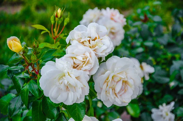 Light pink roses in macro — Stock Photo, Image