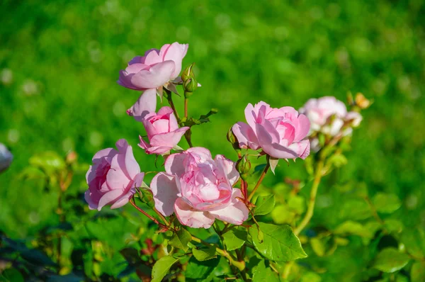 Krásné růžové růže v makru — Stock fotografie