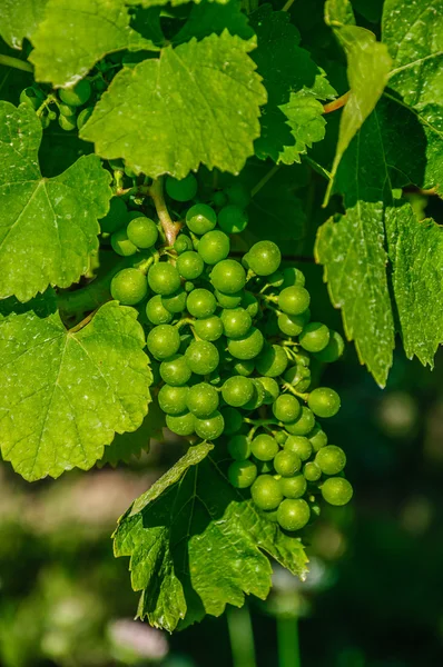 Verse groene druif op de bush — Stockfoto