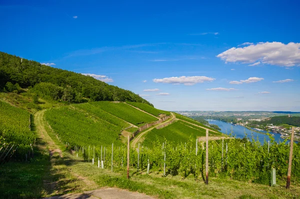 绿色新鲜葡萄园附近吕德斯海姆，德国莱茵-Pfalz — 图库照片