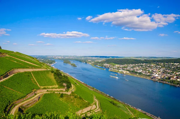 Vineyards and ruins near Rhine river, Bingen am Rhein, Rheinland — 图库照片