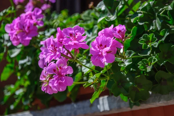 Flor roxa Pelargonium, Gerânio — Fotografia de Stock