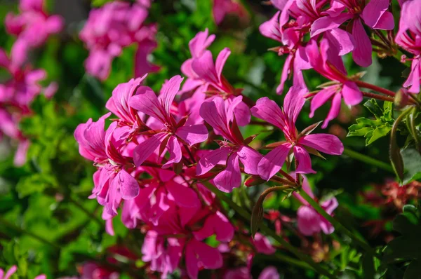 Lindas flores cor-de-rosa pelargonium pendurar-downing em macro — Fotografia de Stock