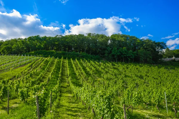 Groene verse wijngaard in de buurt van Grünhain, Rheinland-Pfalz, Duitsland — Stockfoto