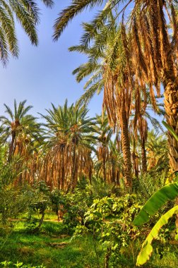 Tarihi Palms ormanlarda, Tamerza oasis, Sahra Çölü, Tunus, Af