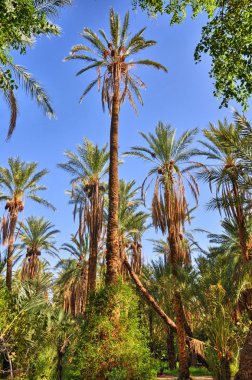 Tarihi Palms ormanlarda, Tamerza oasis, Sahra Çölü, Tunus, Af
