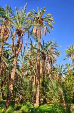 Tarihi Palms ormanlarda, Tamerza oasis, Sahra Çölü, Tunus, Af