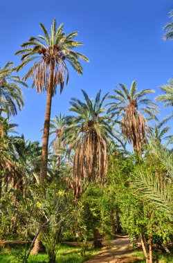 Tarihi Palms ormanlarda, Tamerza oasis, Sahra Çölü, Tunus, Af