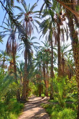 Tarihi Palms ormanlarda, Tamerza oasis, Sahra Çölü, Tunus, Af