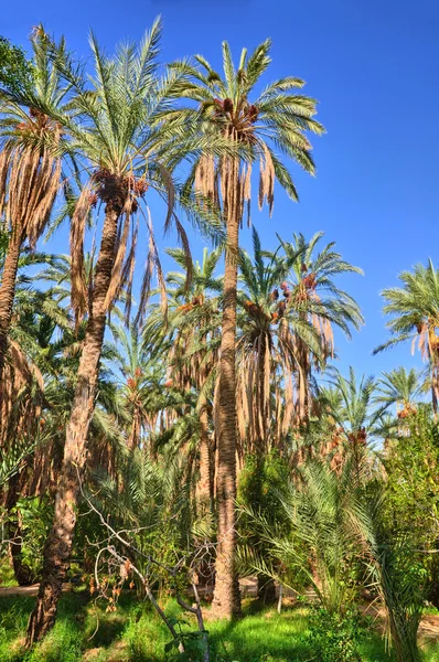 Datlové palmy v džunglích, Tamerza oasis, Sahary, Tunisko, Af — Stock fotografie