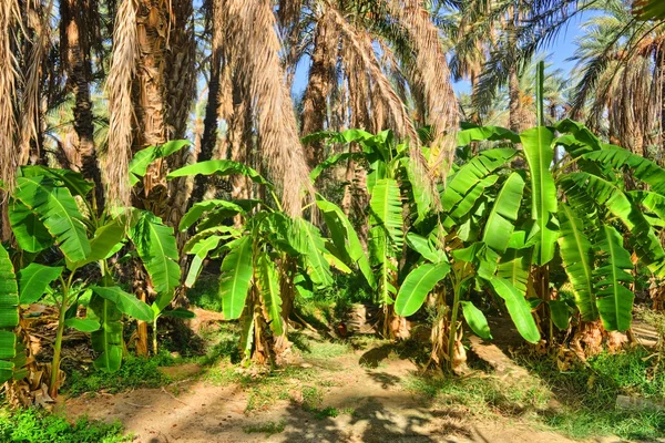 Palmeras de plátano, oasis de Tamerza, desierto del Sahara, Túnez, África, HDR — Foto de Stock