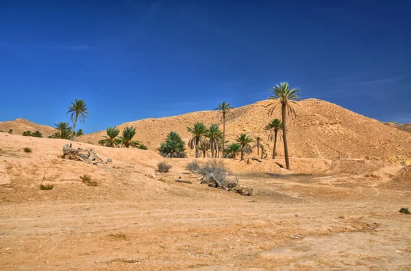 Palms in Sahara woestijn, Tunesië, Afrika, Hdr — Stockfoto