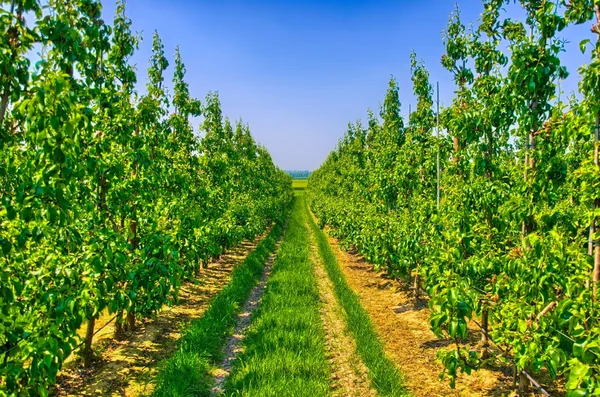 Rader av unga äppelträd i Belgien landsbygden, Benelux, Hdr — Stockfoto