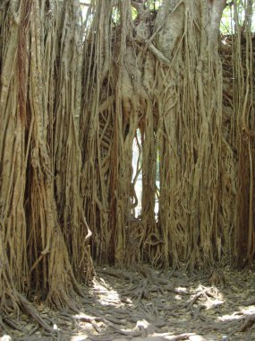 Tropik ağaçların kökleri