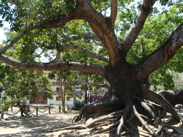 Gran árbol de la "felicidad " —  Fotos de Stock