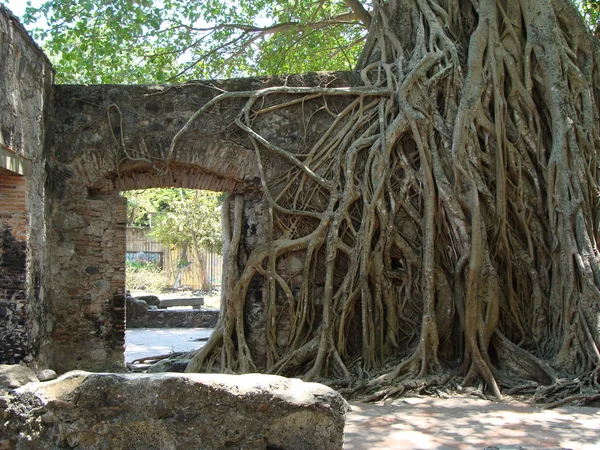 Raíces de árboles tropicales — Foto de Stock