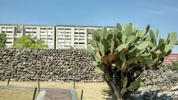 Edificios modernos como fondo para ruinas aztecas y un árbol de cactus — Foto de Stock