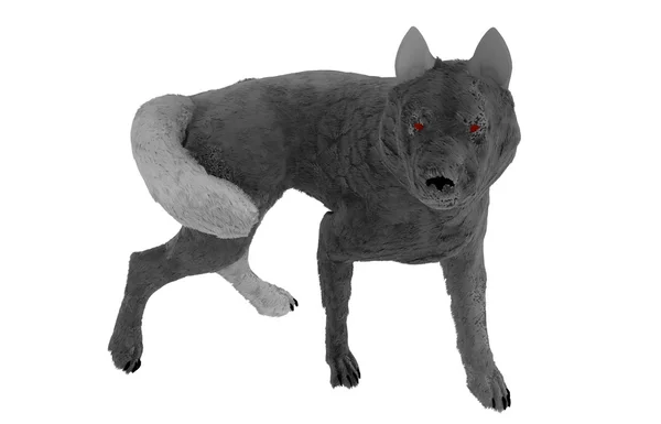 Halloween gray wolf — Stok Foto