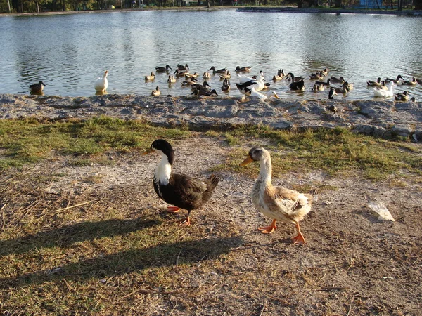 Patos graciosos — Foto de Stock