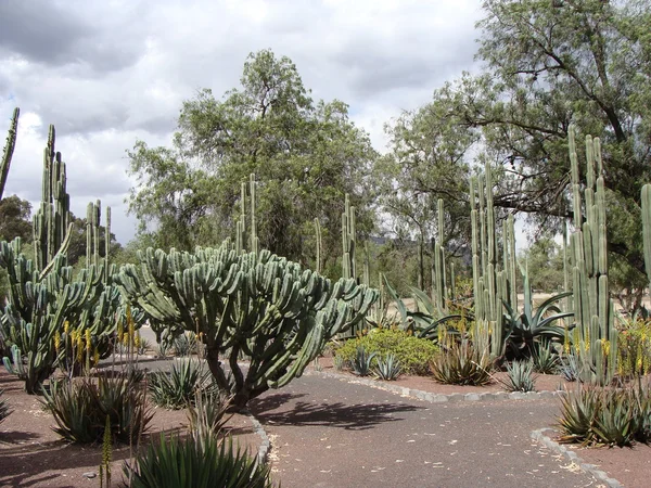 Cacti — Stock Photo, Image