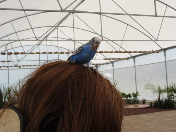 Loro en su cabeza — Foto de Stock