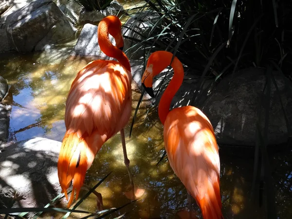 Çift Flamingo — Stok fotoğraf