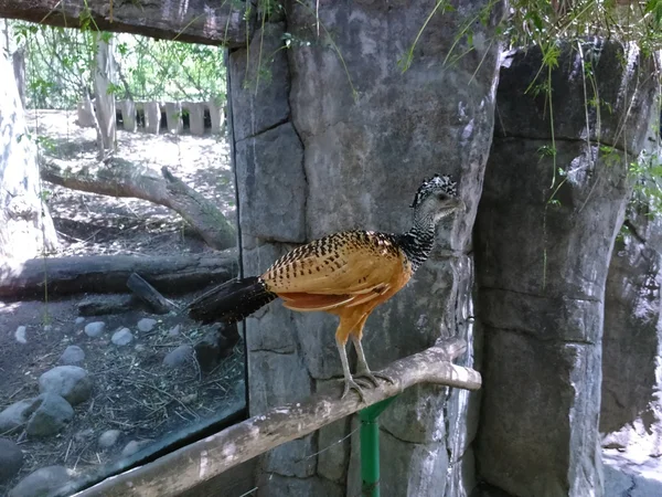 Grande Curassow — Fotografia de Stock