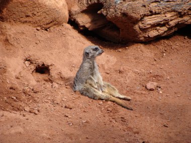 Suricate