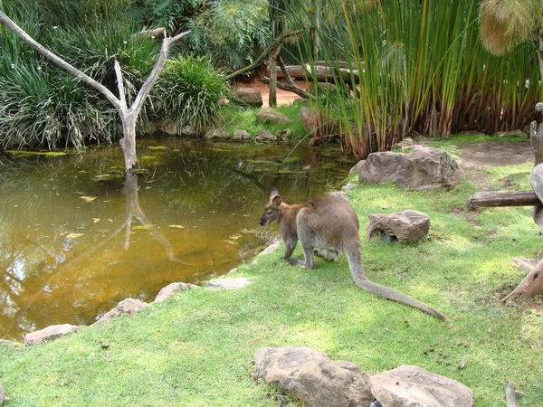 Kangoeroe — Stockfoto