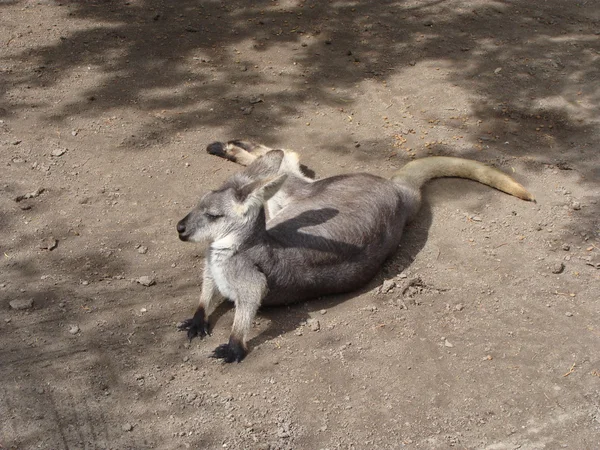 Kangaroo — Stock Photo, Image