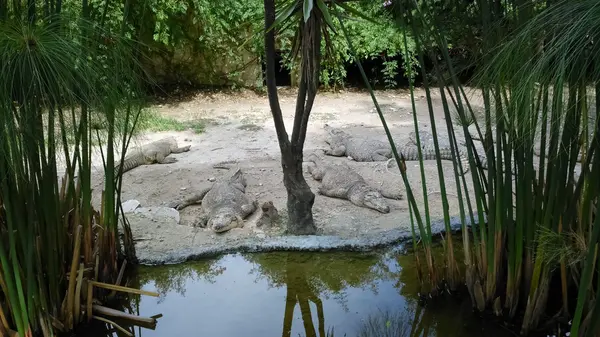 Crocodilos — Fotografia de Stock