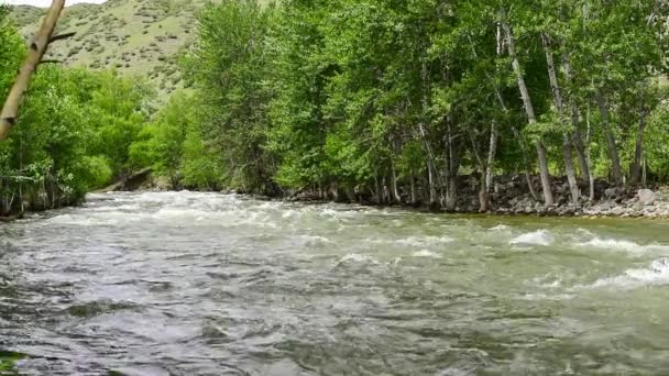 Rivière de montagne dans l'Altaï — Video