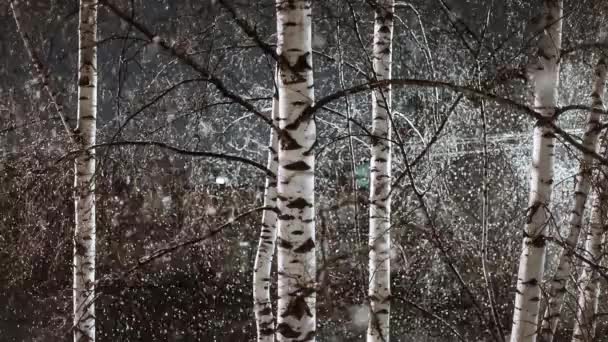 降雪量。白桦树 — 图库视频影像