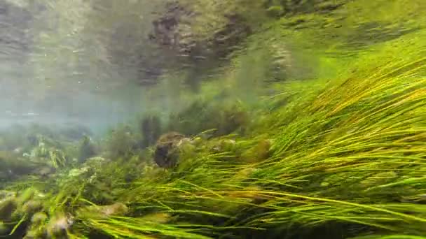 Seaweed under water — Stock Video