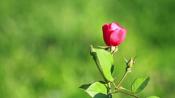 Schöne rote Rose isoliert auf grünem Hintergrund — Stockvideo