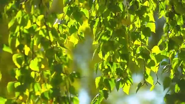 Solen strålar och gröna blad — Stockvideo