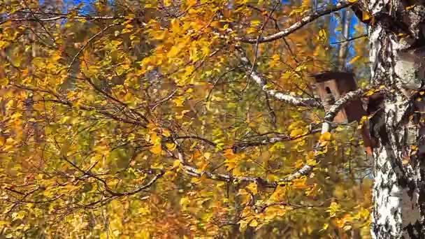 Otoño, pájaro en una casa del árbol — Vídeo de stock