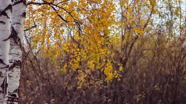 Parque de outono — Vídeo de Stock