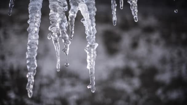 Eiszapfen schmilzt — Stockvideo